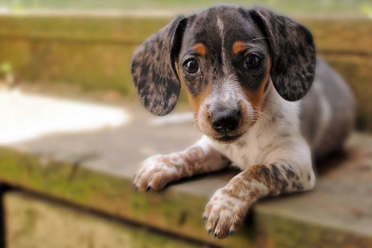 dapple dachshund dog breed guide