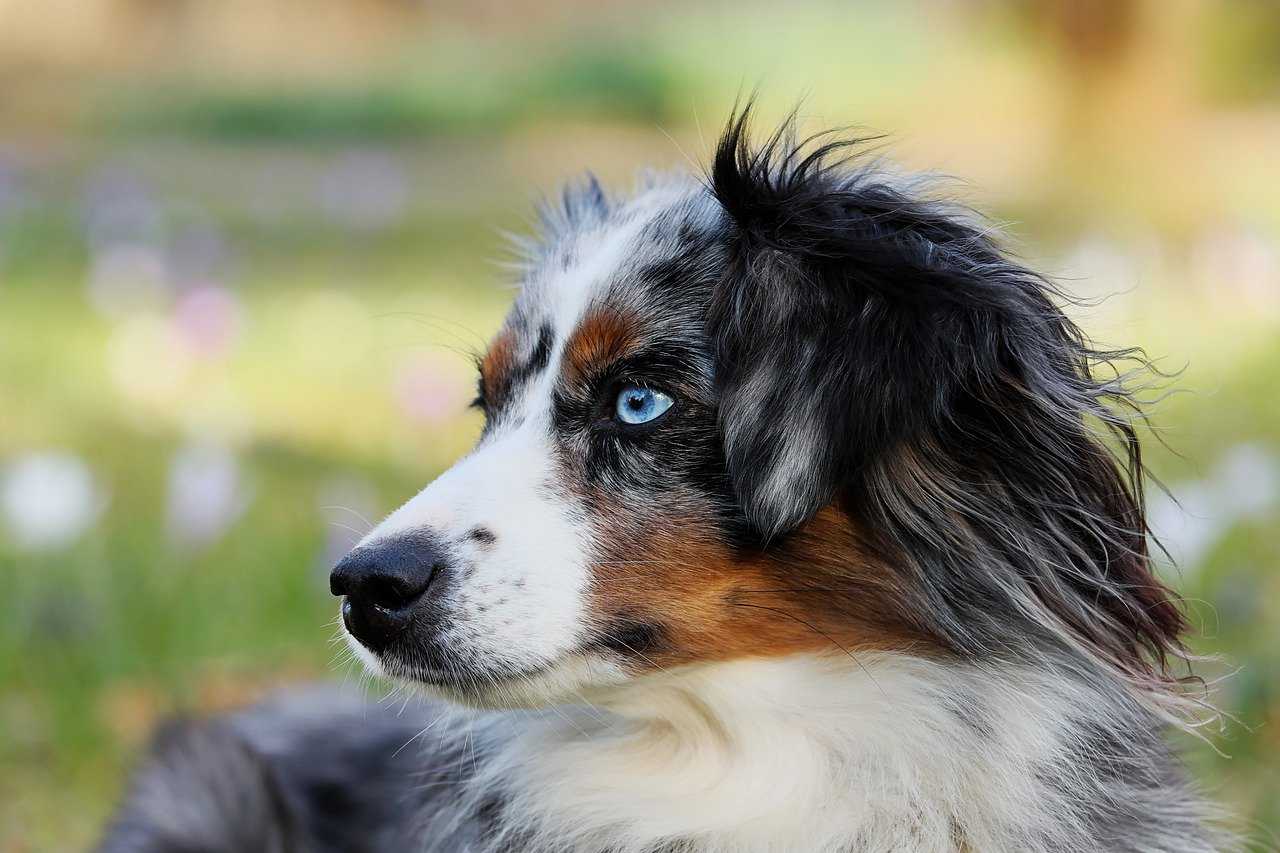 australian shepherd dog breed guide