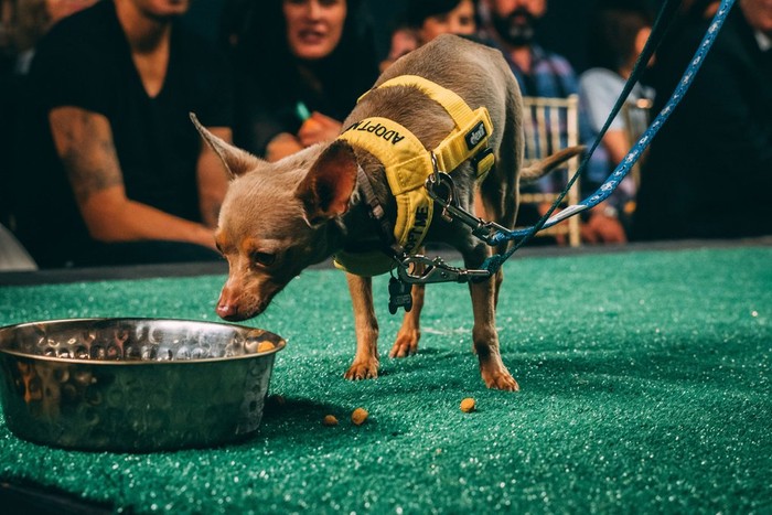 rescue dog eating wild earth dog food