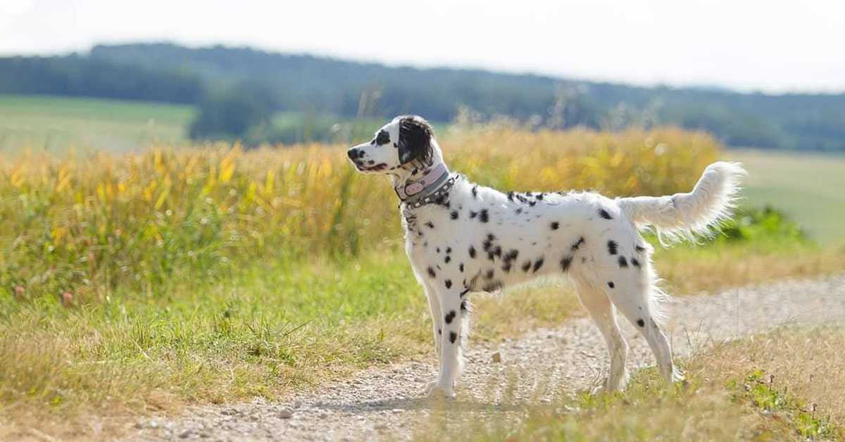 dalmatians with long fur